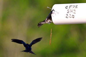 Purple Martin